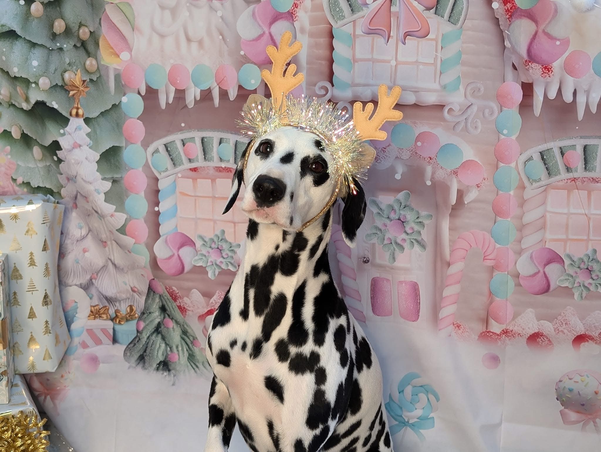 Happy groomed pet at Critter Clips