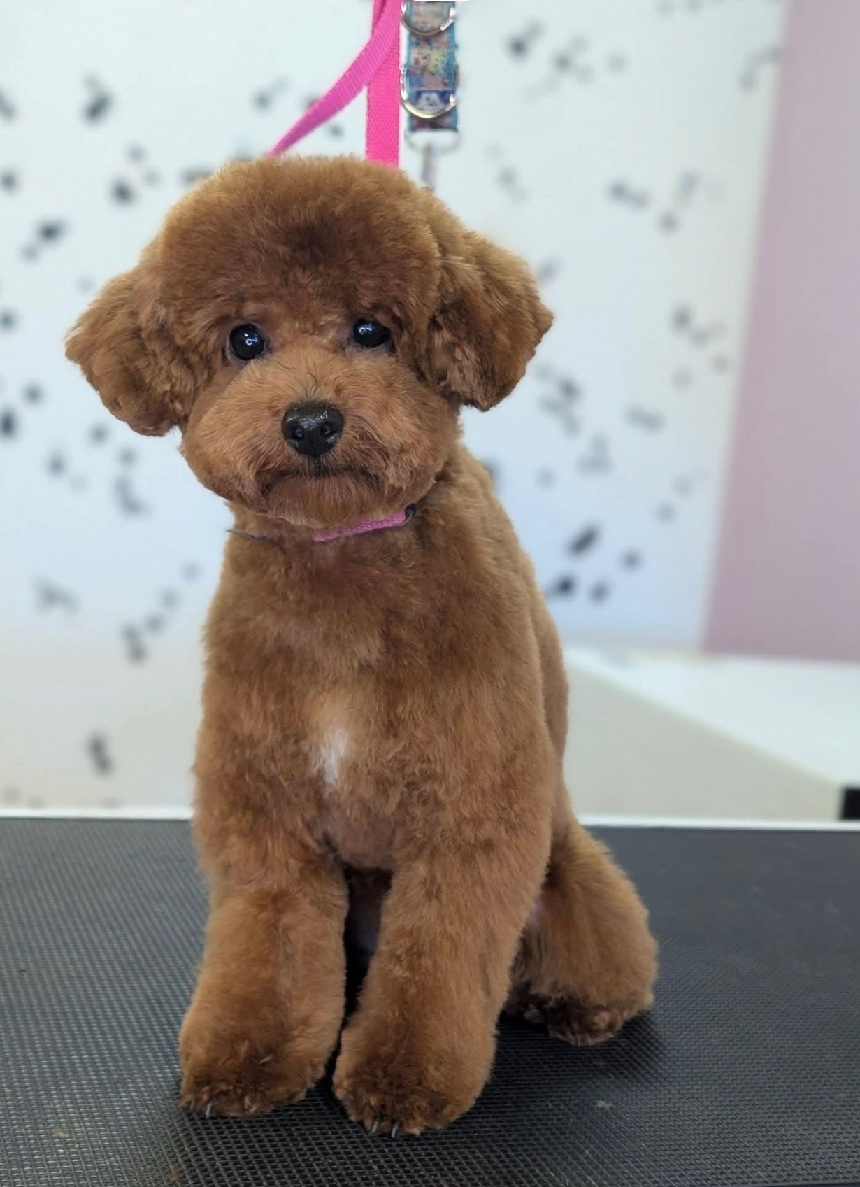 Full groom at Critter Clips