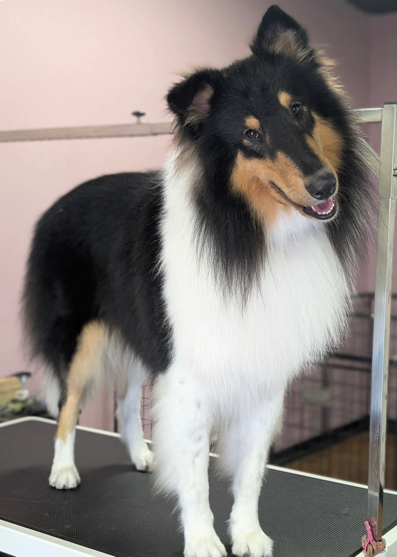 Cat grooming specialist