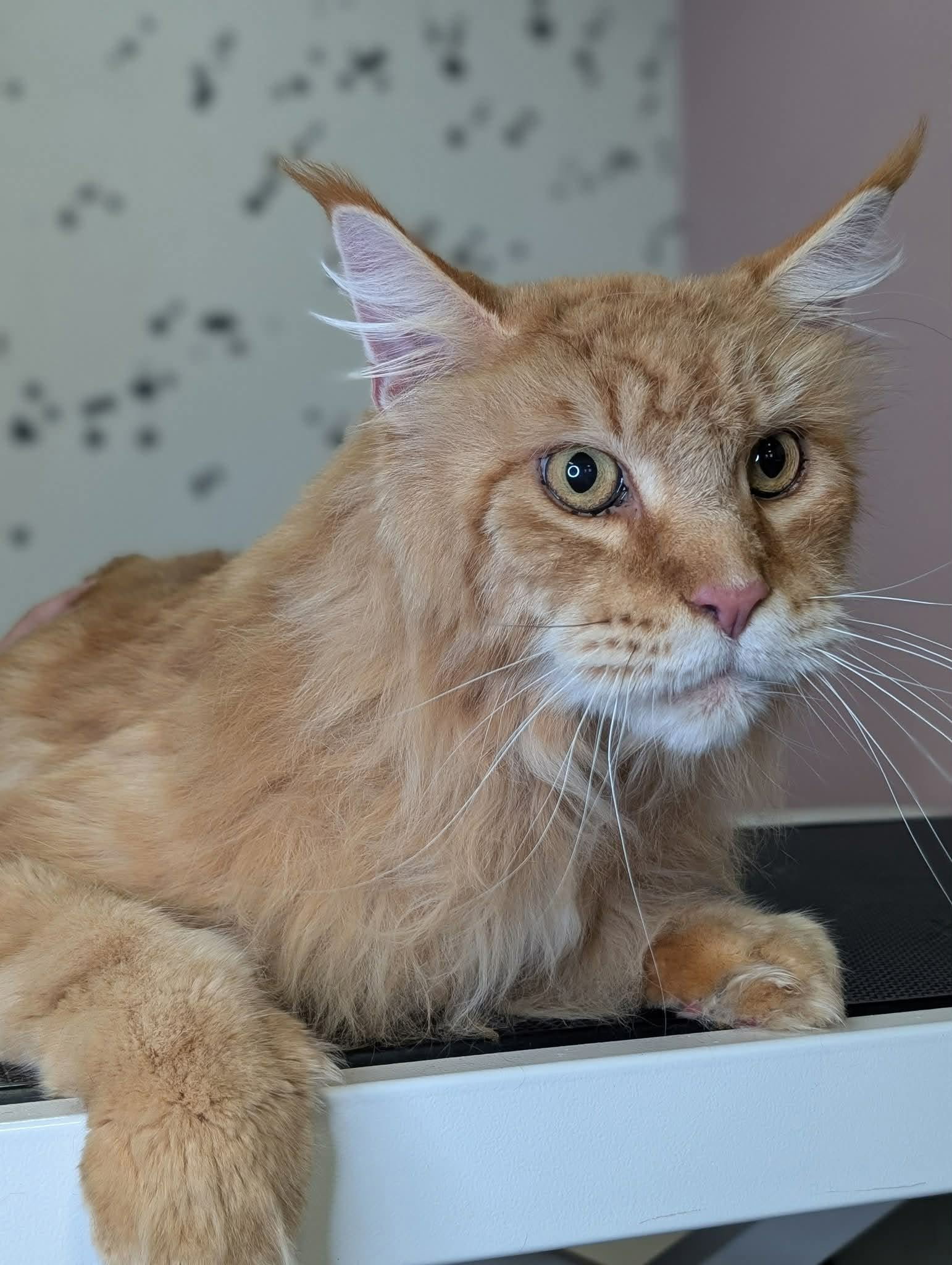 Critter Clips grooming