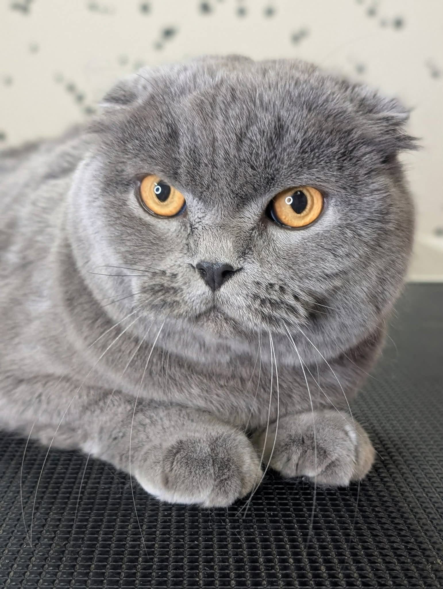 Critter Clips grooming