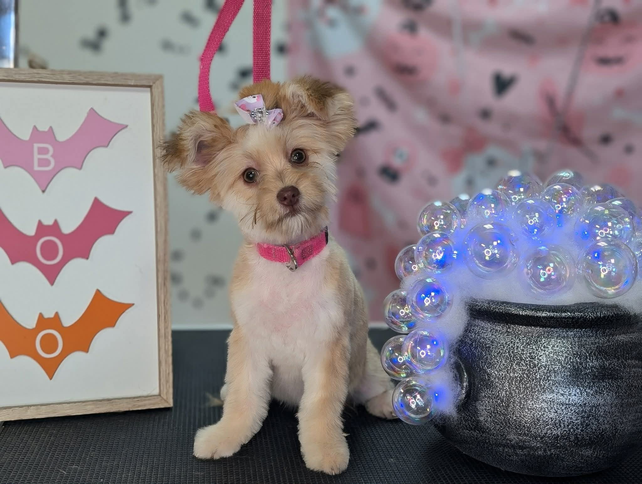 Critter Clips grooming