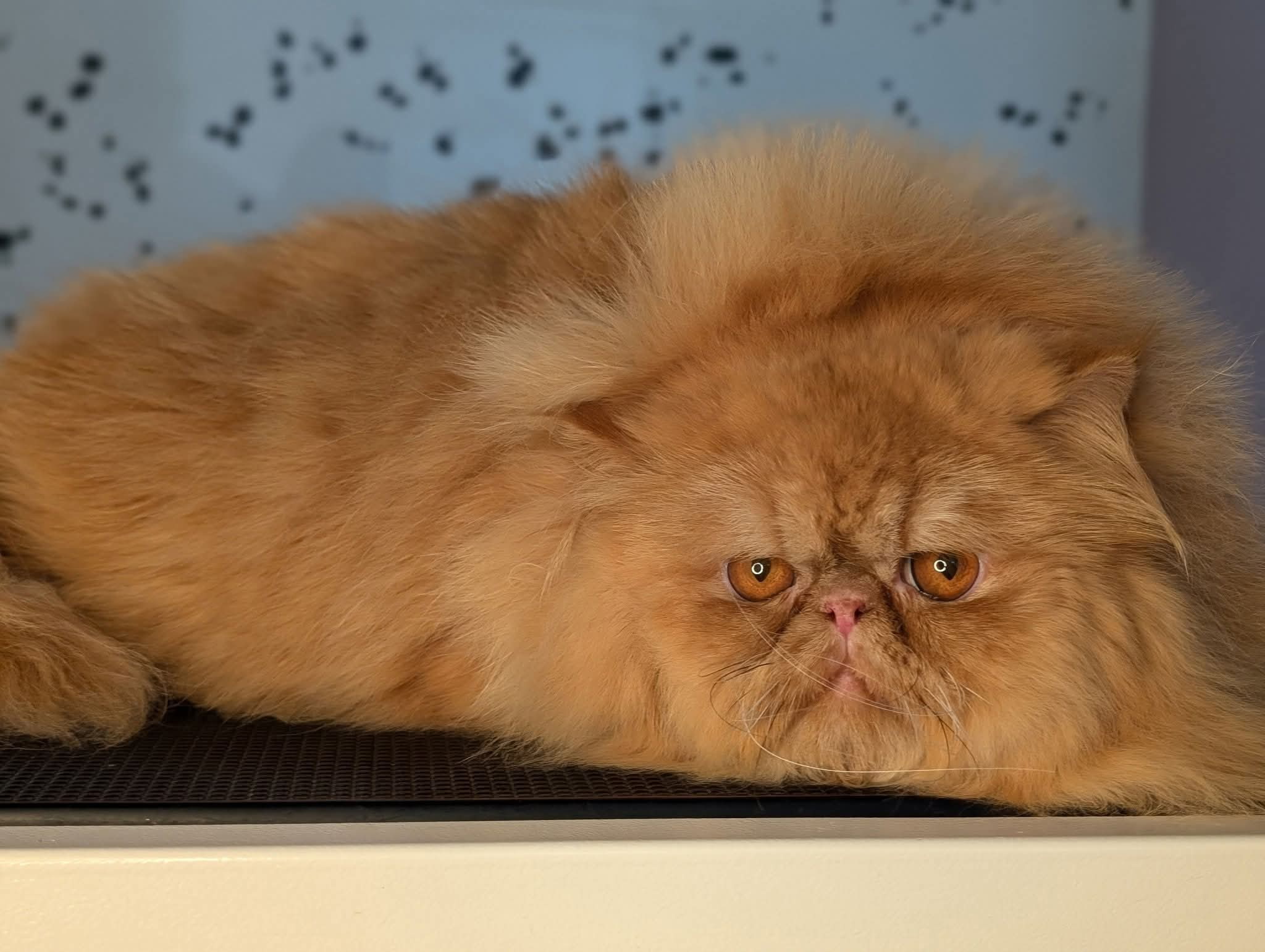 Critter Clips grooming