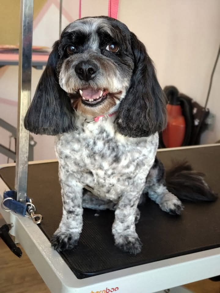 Critter Clips grooming