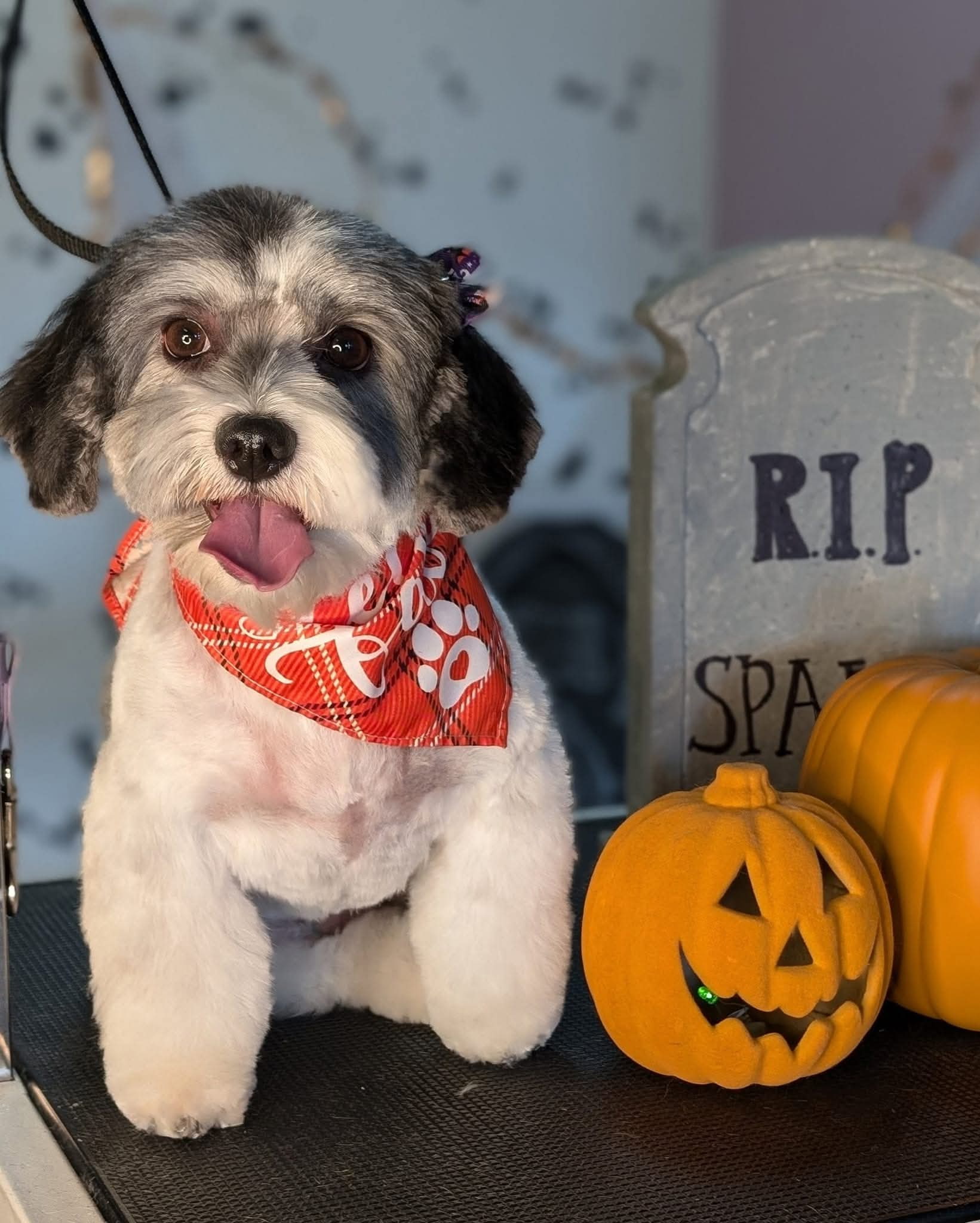 Critter Clips grooming