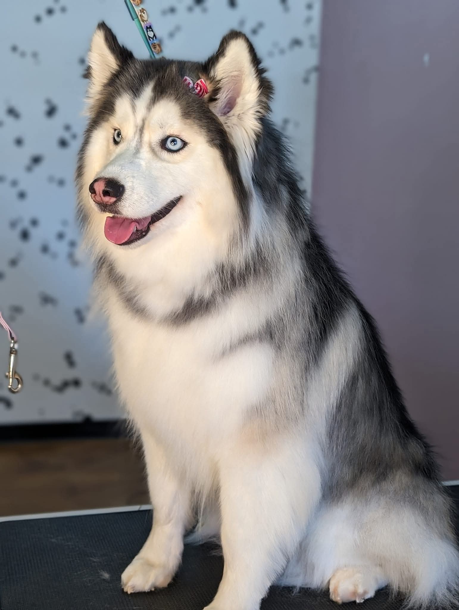 Critter Clips grooming