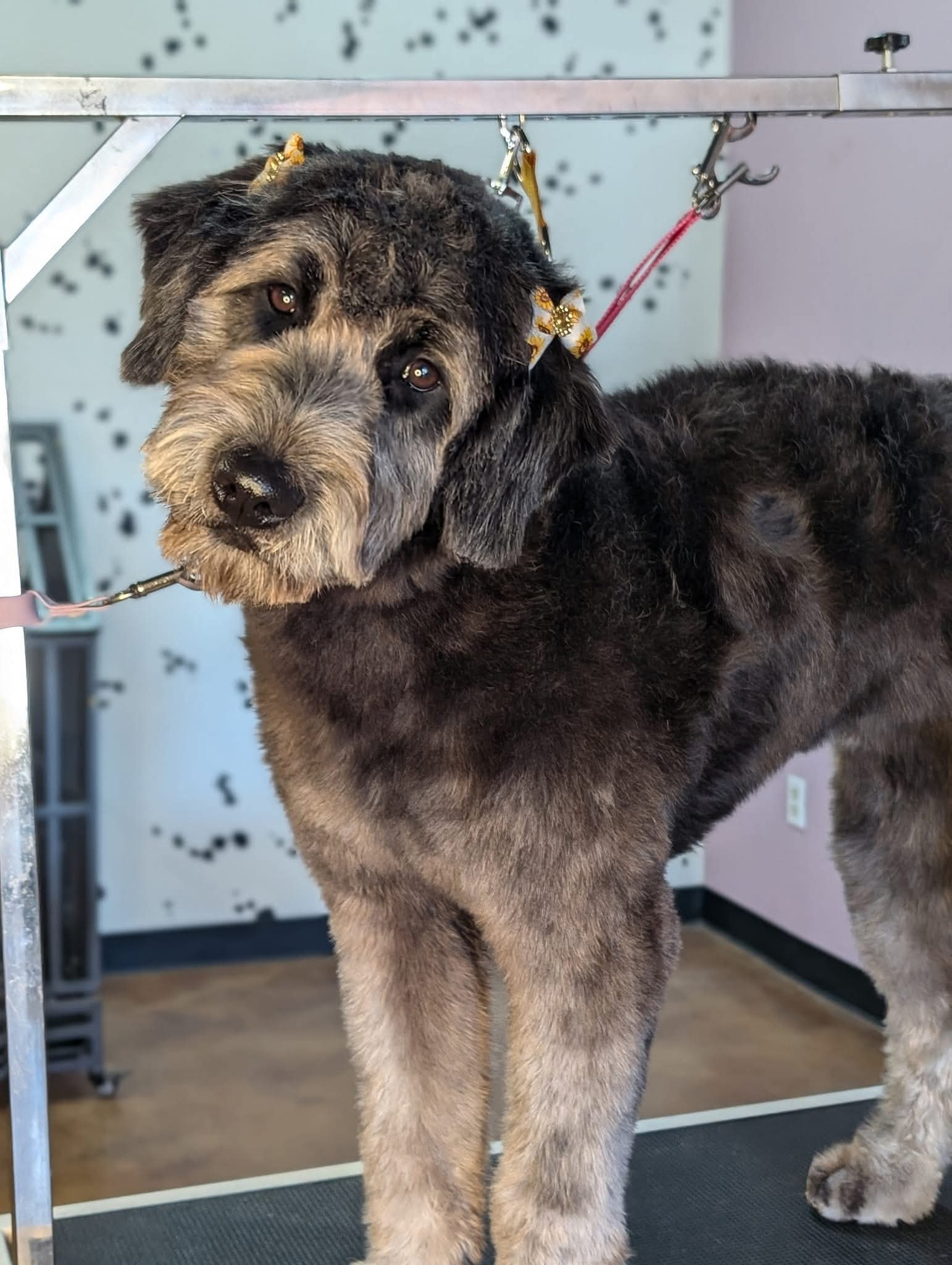 Critter Clips grooming