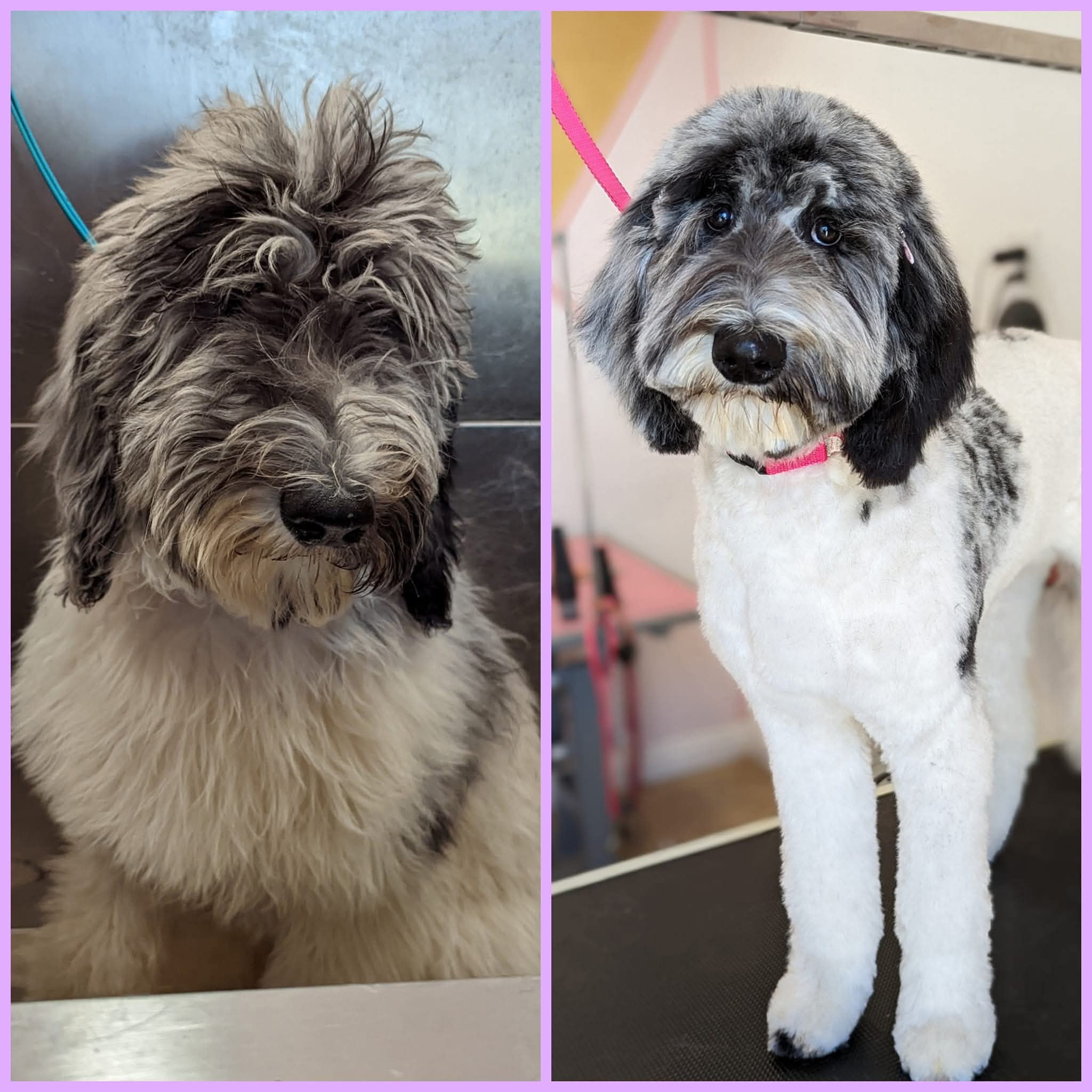 Critter Clips grooming