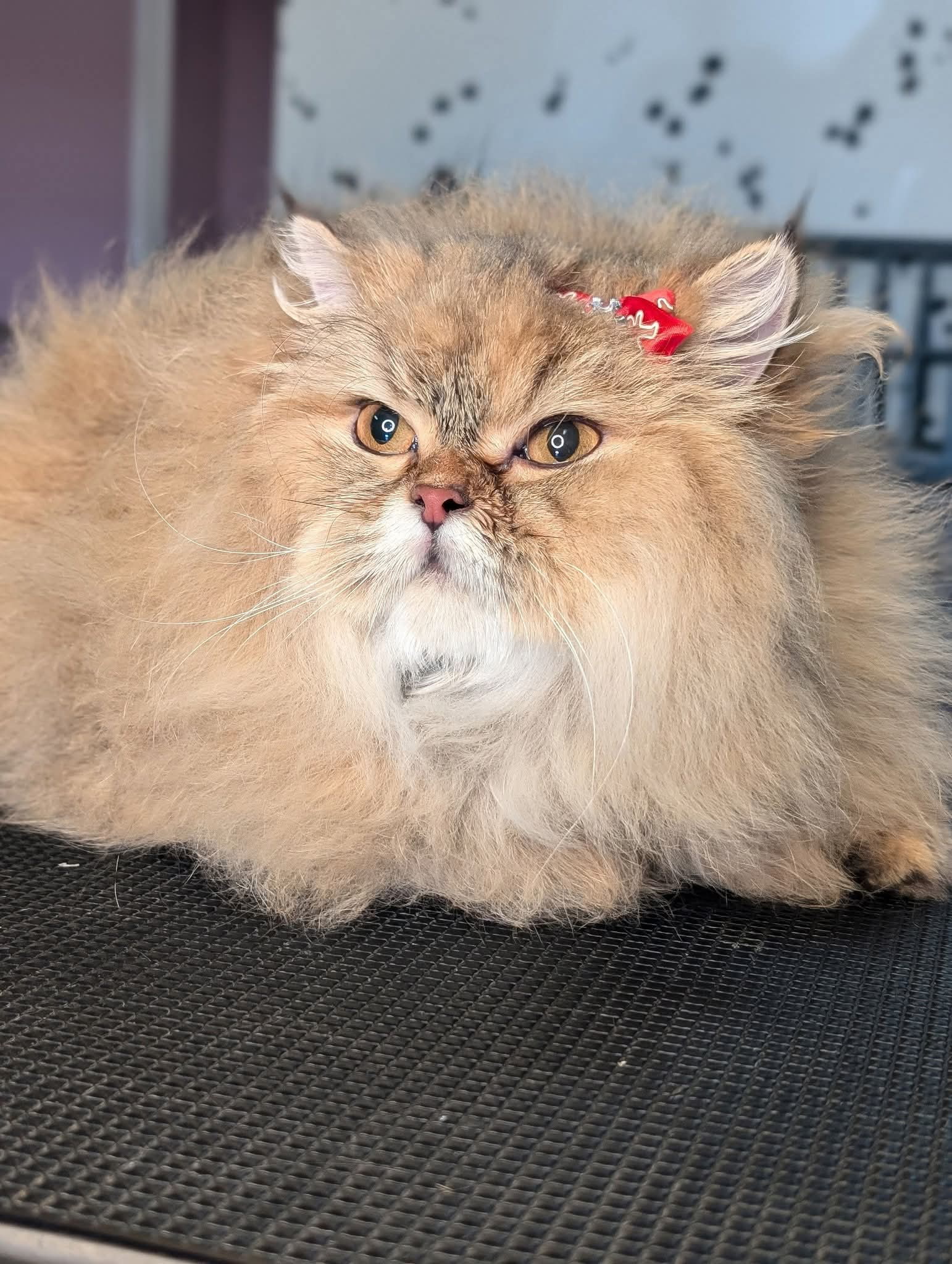 Critter Clips grooming