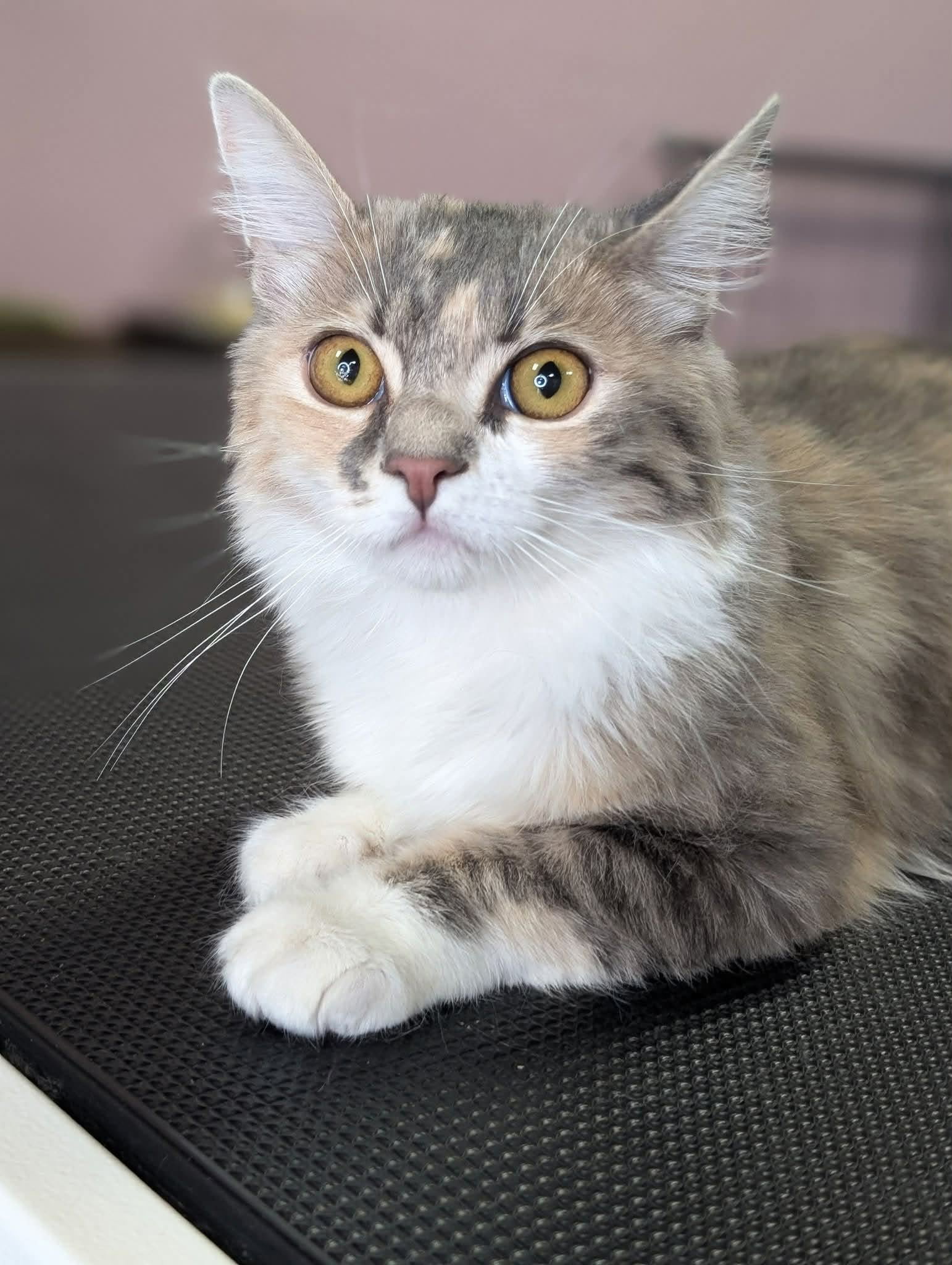 Critter Clips grooming