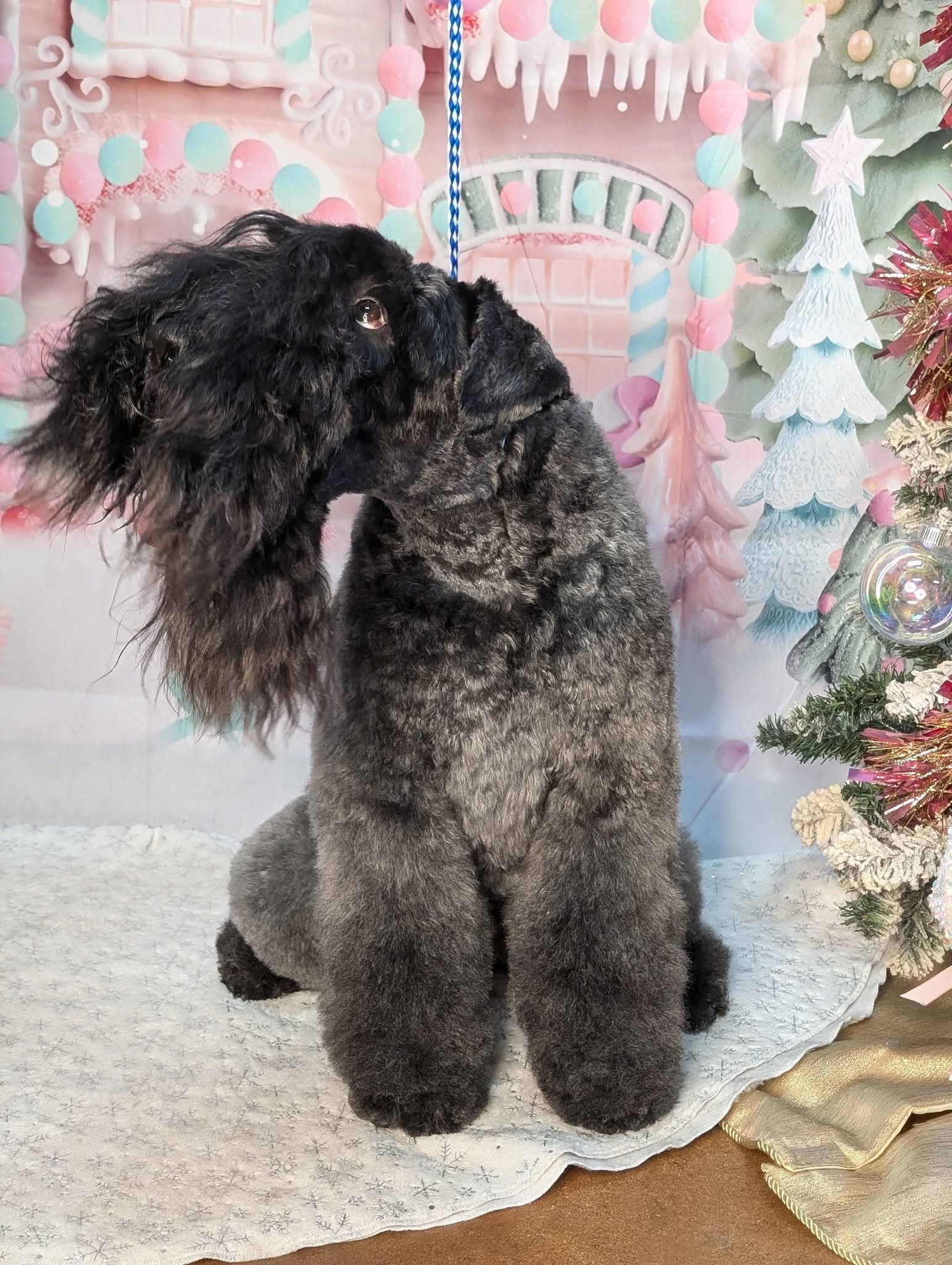 Critter Clips grooming