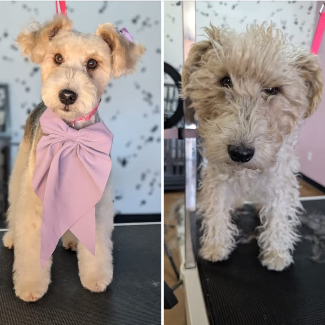 Critter Clips grooming