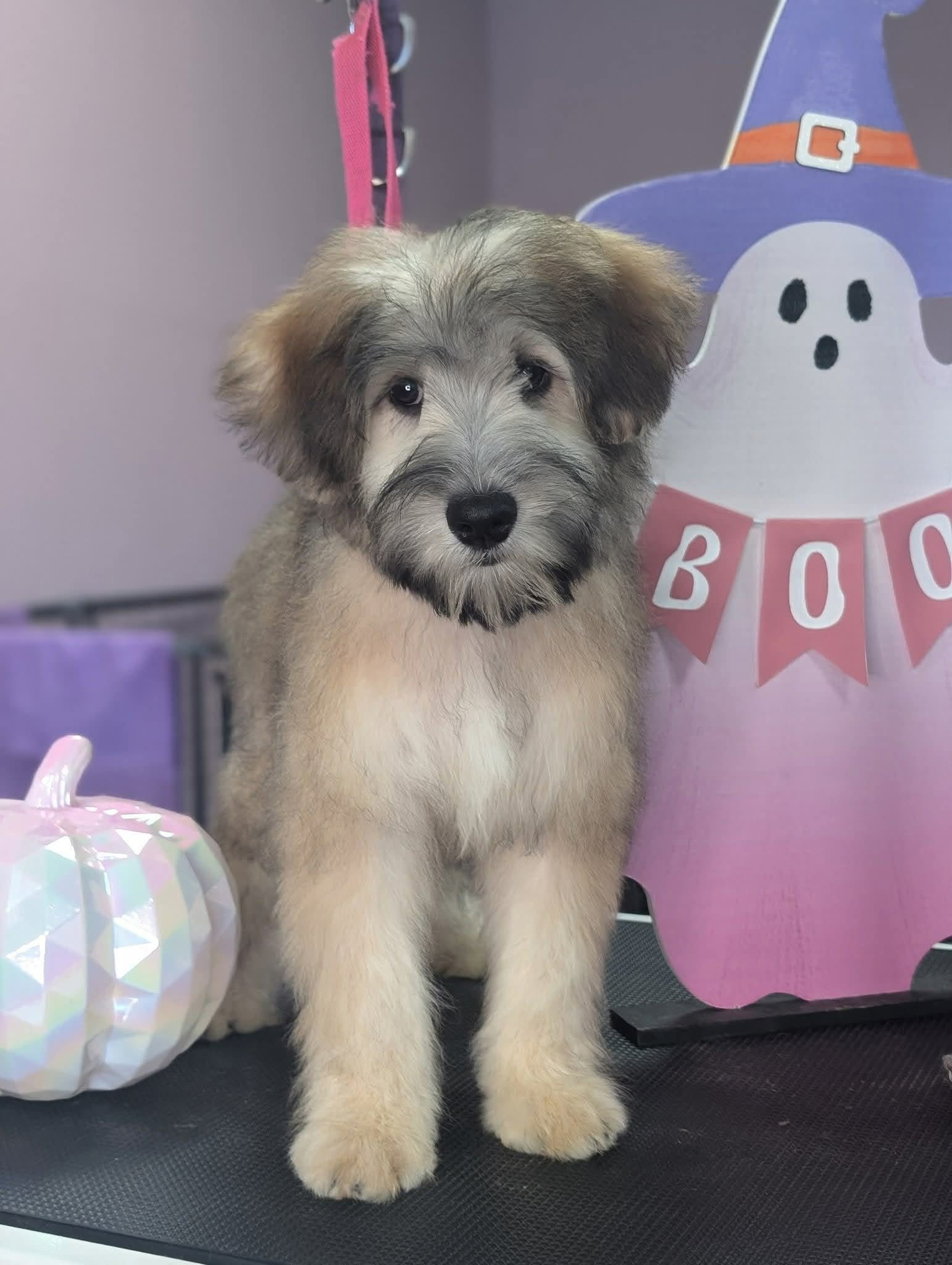 Critter Clips grooming