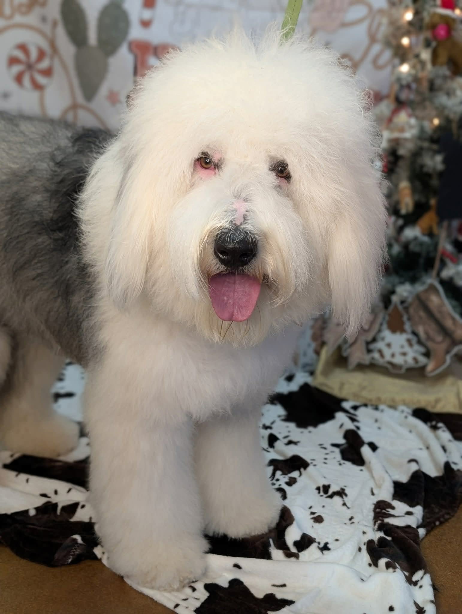 Critter Clips grooming