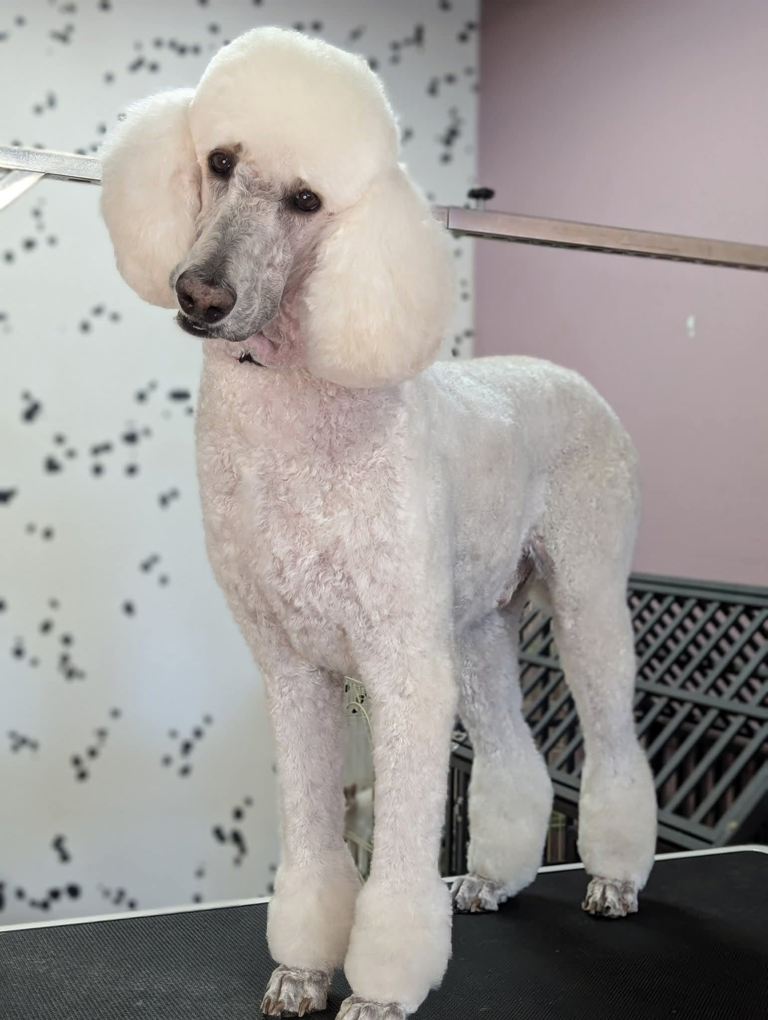 Critter Clips grooming