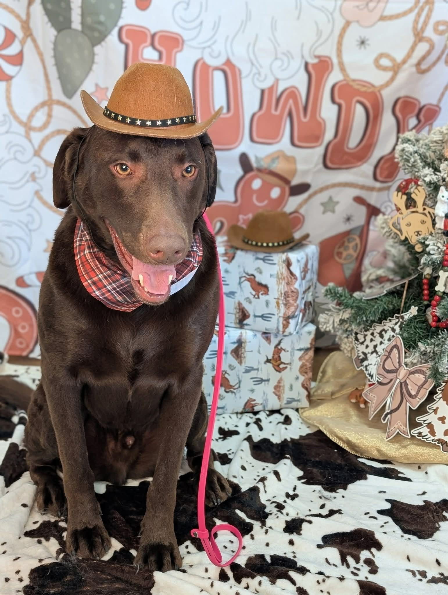 Critter Clips grooming