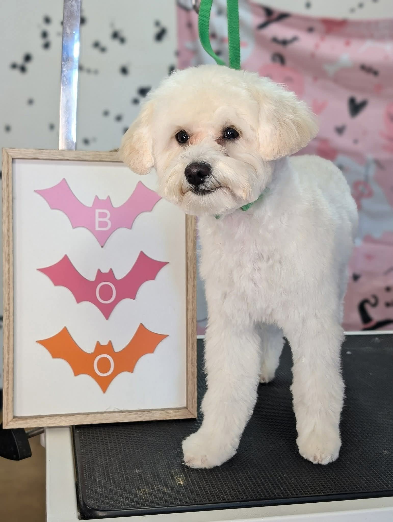 Critter Clips grooming