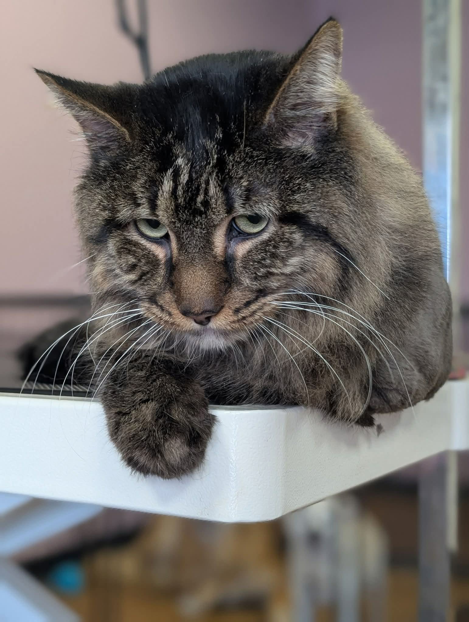 Critter Clips grooming